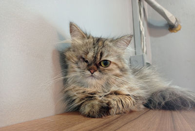 Portrait of cat on wall at home