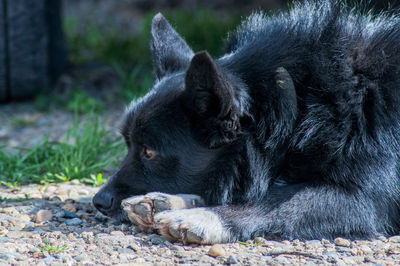 Close-up of a dog resting