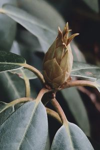 Close-up of wilted plant