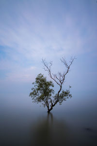 Low angle view of tree against sky