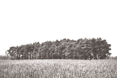 Trees on field against clear sky