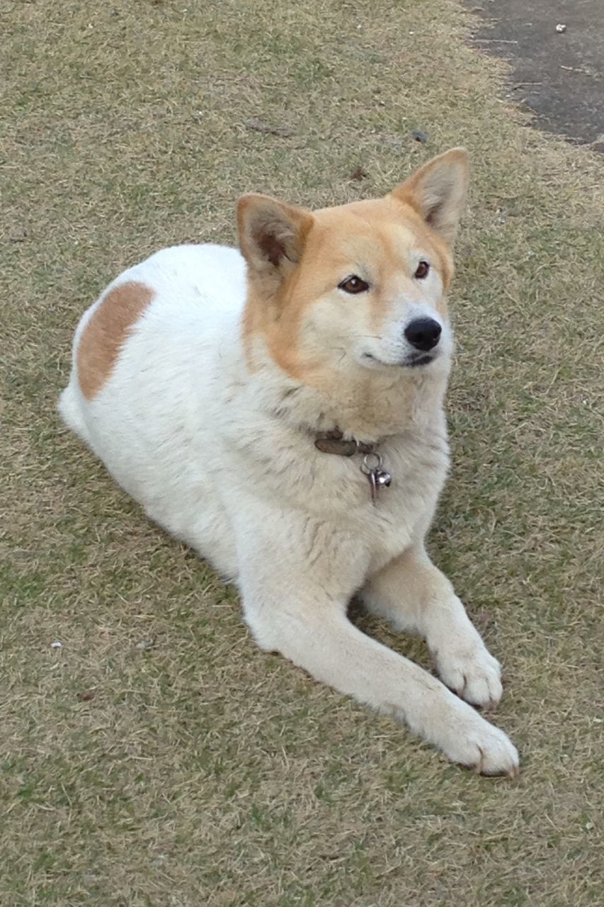 HIGH ANGLE VIEW PORTRAIT OF DOG SITTING ON GRASS