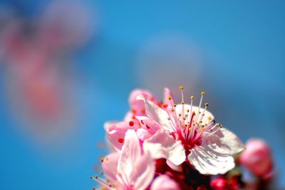 Close-up of pink cherry blossom