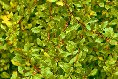 Boxwood green leaf texture. leaves texture background. creative layout of green leaves.