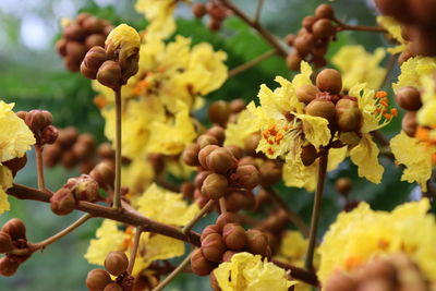 Close-up of yellow flowering plant