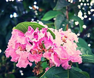 Close-up of pink flowers