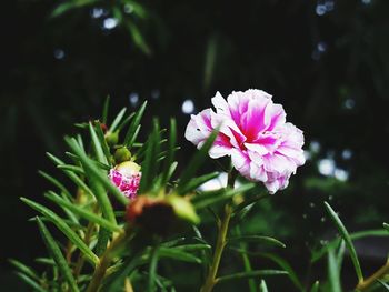 Close-up of pink flowering plant