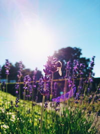 Close-up of purple crocus flowers on field