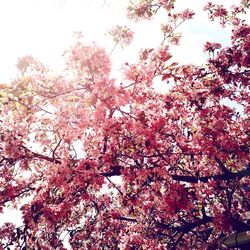 Low angle view of pink flowers