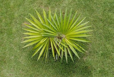 High angle view of flowering plant on field