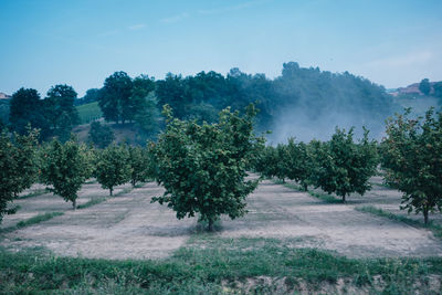 Trees on field against sky