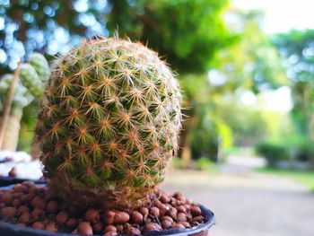 Close-up of succulent plant