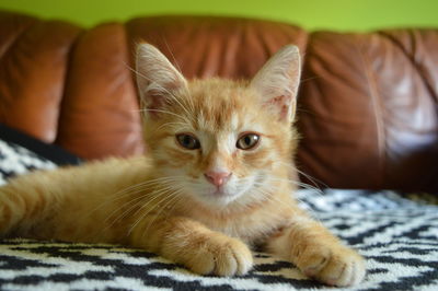 Close-up portrait of kitten relaxing on bed