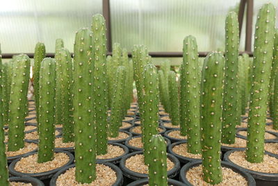 Close-up of succulent plants