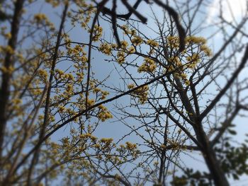 Low angle view of tree against sky