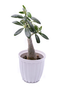 Close-up of potted plant against white background