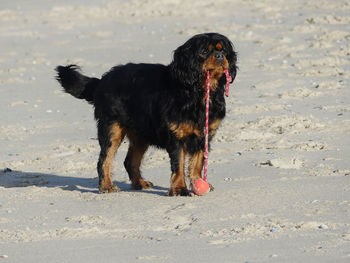 Dog standing on beach