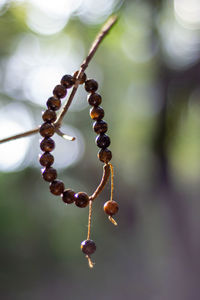 Close-up of berries growing on plant