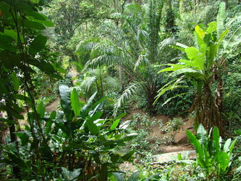 View of trees in forest