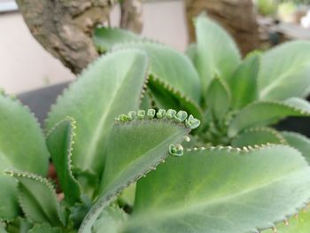 Close-up of succulent plant