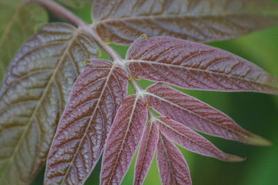 Close-up of autumnal leaves