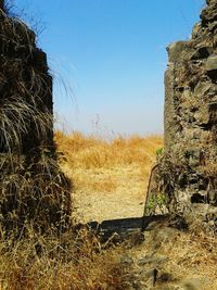 Trees against sky during sunset