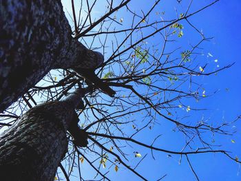 Low angle view of tree against sky