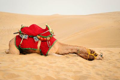 View of desert on sand at beach against clear sky