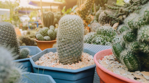 Close-up of potted plants