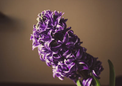 Close-up of purple flower