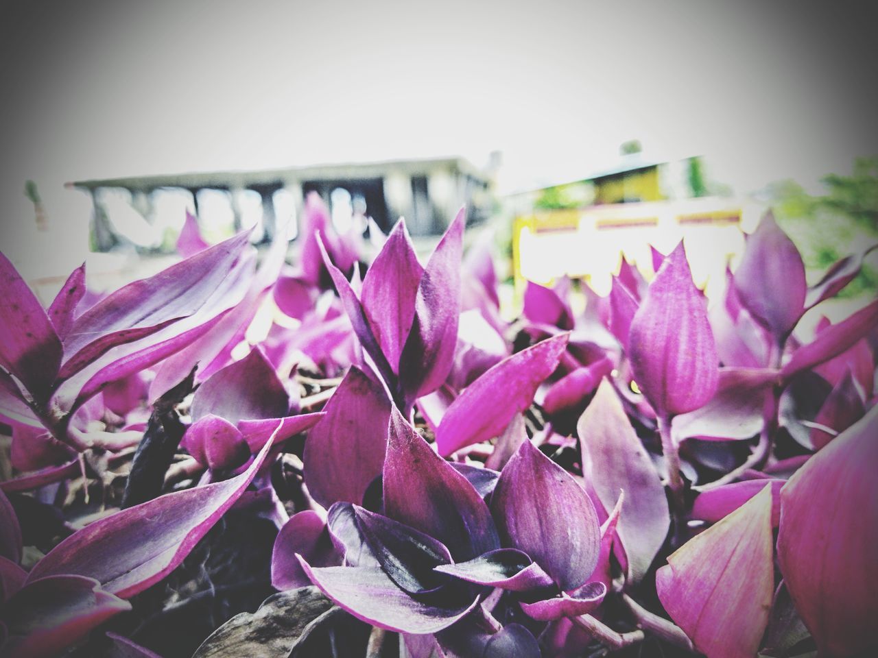 CLOSE-UP OF PURPLE FLOWERING PLANT