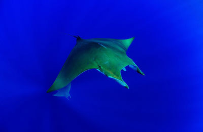 Underwater view of stingray in blue water
