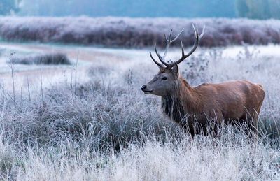 Deer in a field