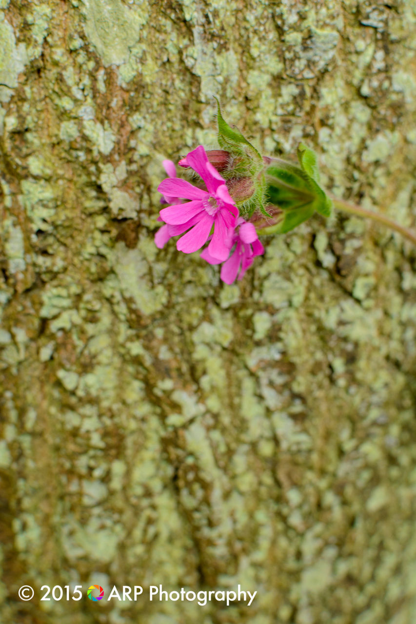 flower, pink color, freshness, fragility, beauty in nature, close-up, nature, growth, petal, water, pink, day, flower head, outdoors, focus on foreground, no people, purple, plant, text, single flower