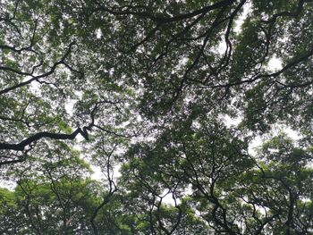 Low angle view of flowering trees against sky