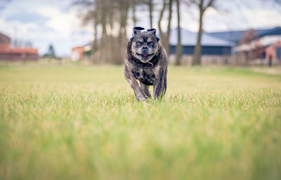 Portrait of dog running on field