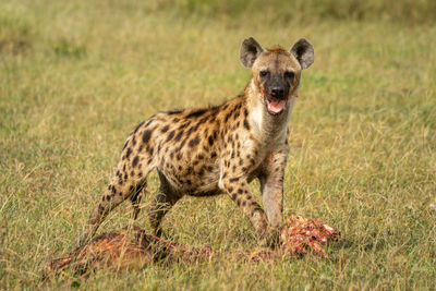 Spotted hyena looks up from bloody carcase