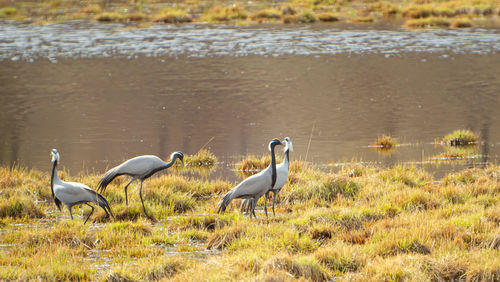 Birds in lake