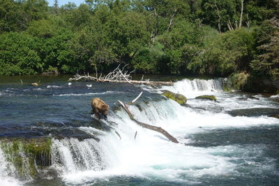 View of waterfall in forest