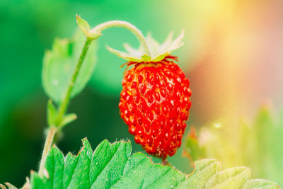 Close-up of strawberry