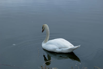 Swan swimming in lake