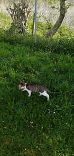 Bird flying over a field