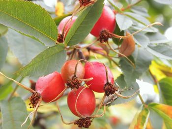 Close-up of red berries growing on tree