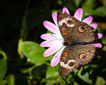 Close-up of butterfly pollinating flower