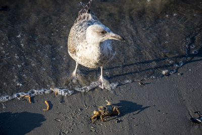 Close-up of seagull perching on sand