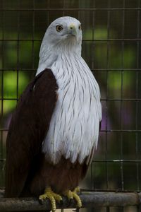 Close-up of eagle in cage