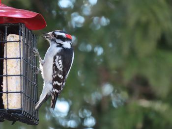 Close-up of a woodpecker perching on a feeder