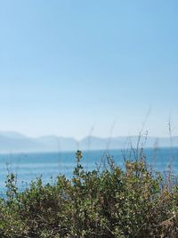Plants by sea against clear blue sky
