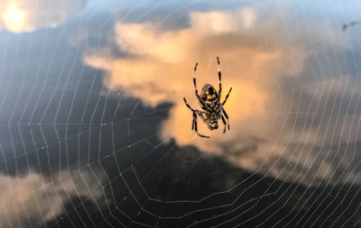 Close-up of spider on web