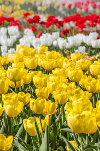 Close-up of yellow tulips on field